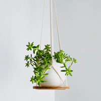 Plant Shelf